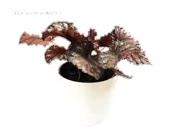 Begonia Rex