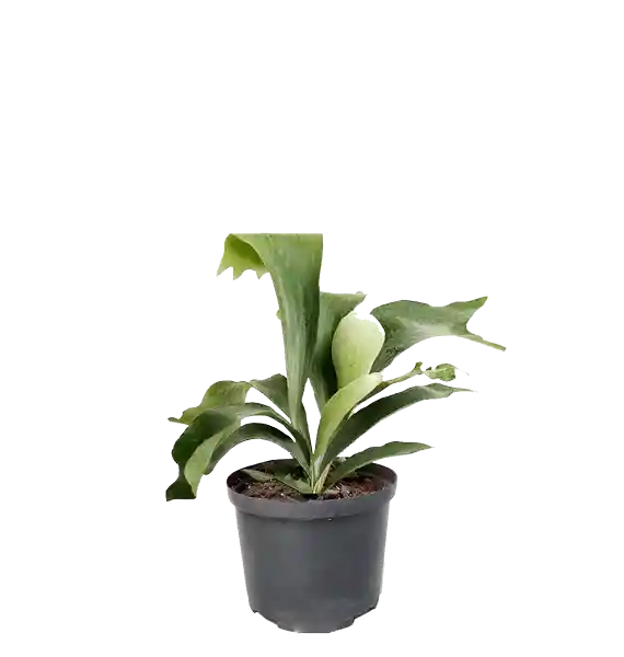 Planta Cacho De Venado