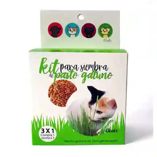 Kit I3Cats de siembra Pasto Gatuno