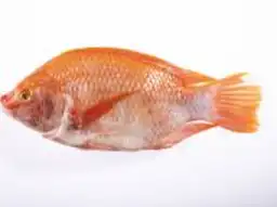 Mojarra Roja Congelada