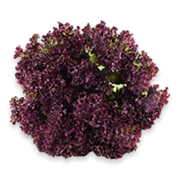 Morada Lechuga Crespa Hidroponica 250 G