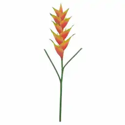 Heliconia Surtidas