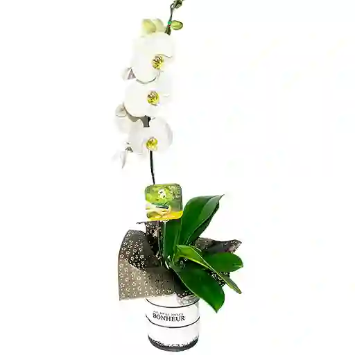 Planta Orquídea Orgullo Bonheur