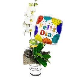 Planta Orquídea Orgullo Con Globo Feliz Día