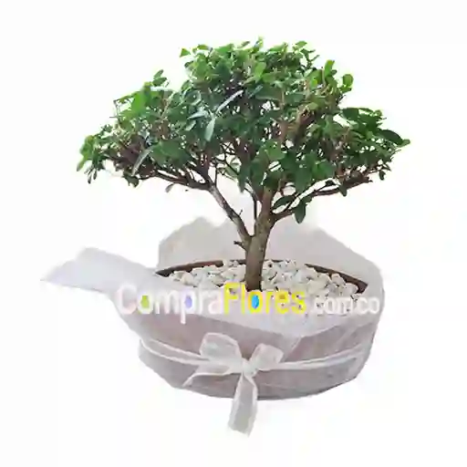 Bonsai Guayacan
