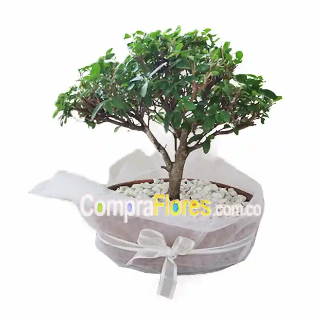 Bonsai Guayacan