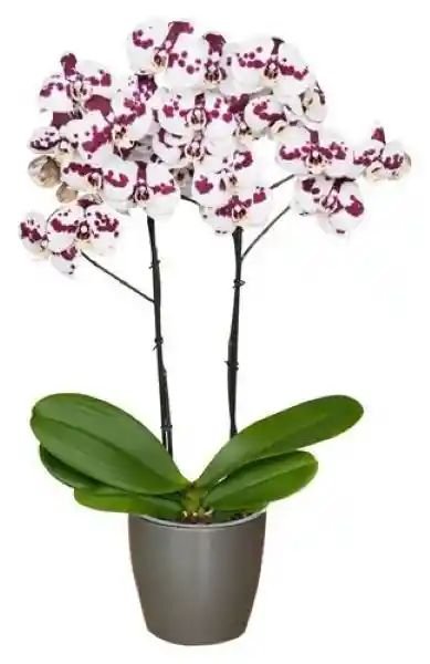 Orquidea 1 Tallo