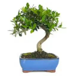 Bonsai Petite Matera Cromada