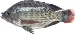 Recortes Tilapia