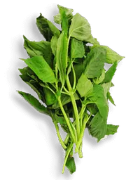 Albahaca Comun