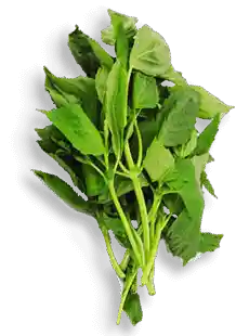 Albahaca Comun