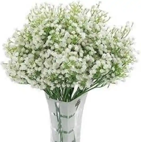 Gypsophila