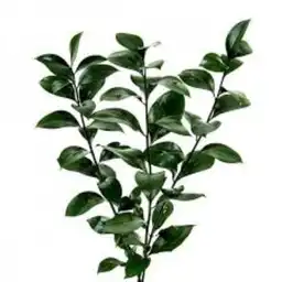 Ruscus