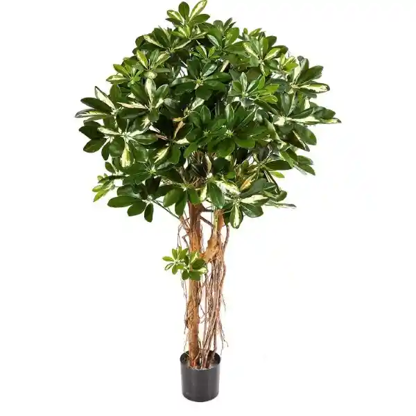 Planta Shelfera Sm 1 und