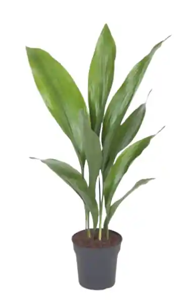 Aspidistra Sm 1 und