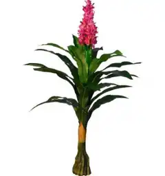 Mini Bromelia Sm 1 und