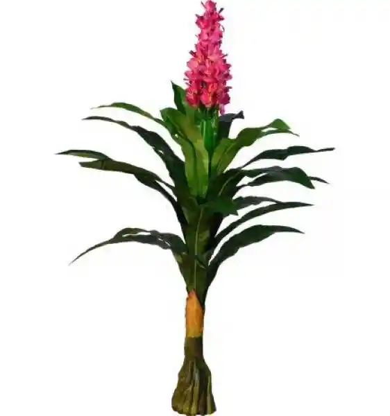 Mini Bromelia Sm 1 und