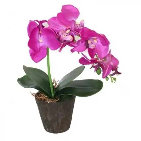 Orquidea Mediana Sm 1 und