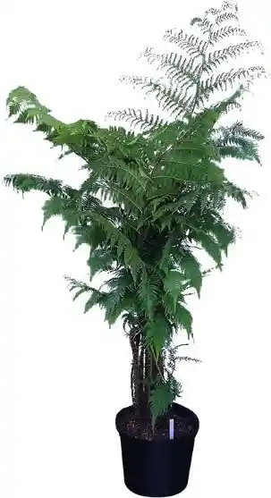 Sm Tree-fern