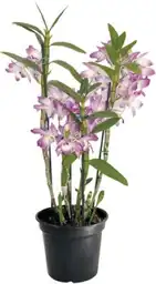 Dendrobium