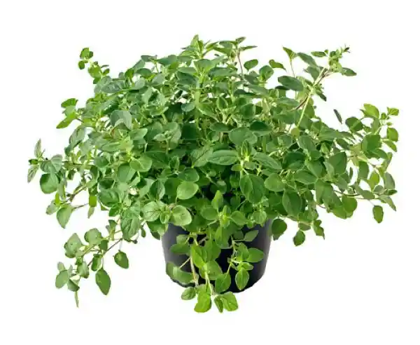 Aromaticas Wb Oregano