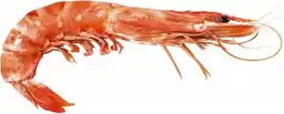 Langostino Suministro