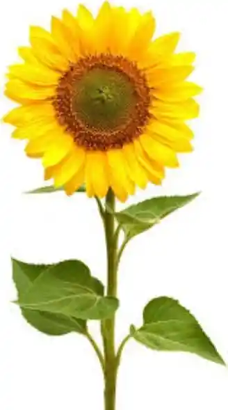 Girasol