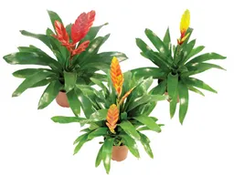 Bromelia P12