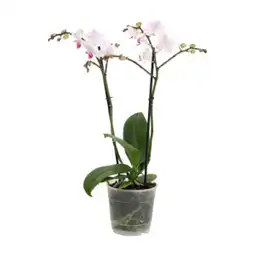 Orquidea Super Premium 2 Tallo