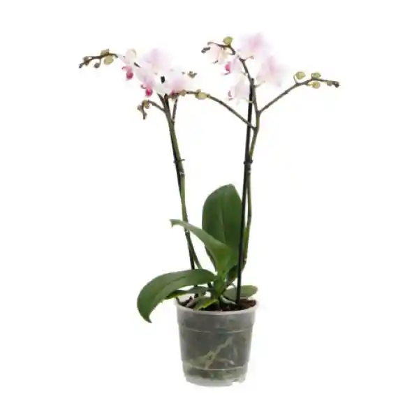 Orquidea Super Premium 2 Tallo