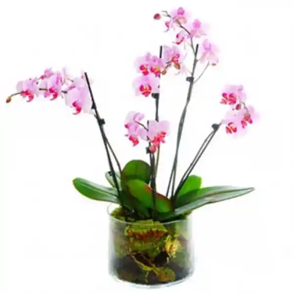 Orquidea Florero Sm 1 Und