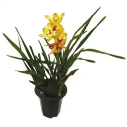 Cymbidium