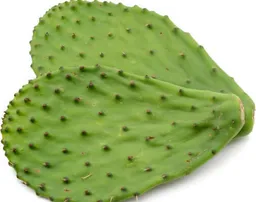 Nopal