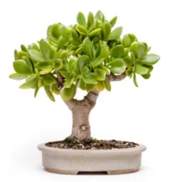 Planta Jade