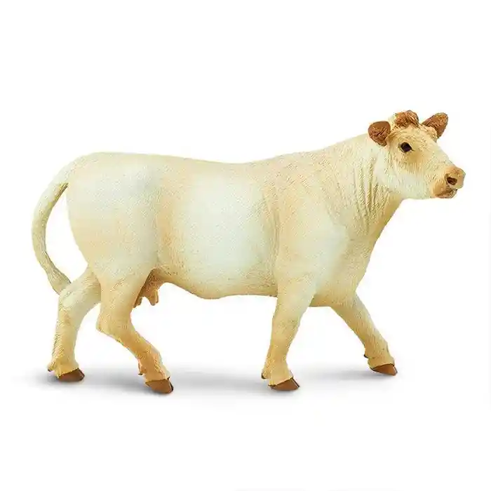 Vaca Charolais