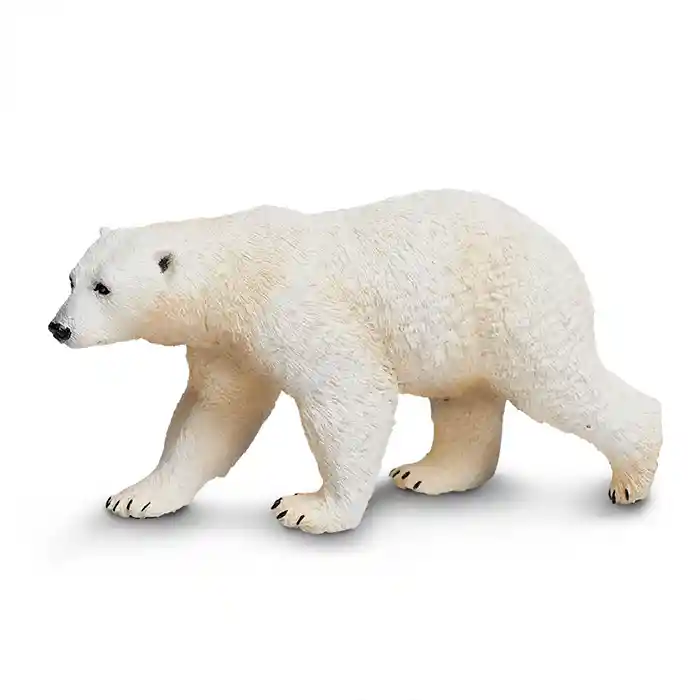 Oso Polar