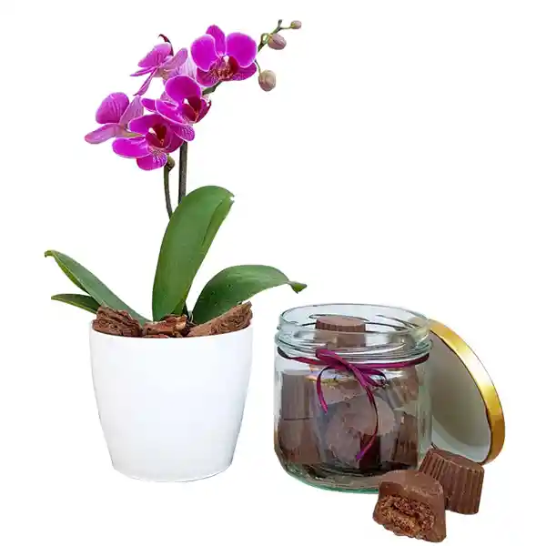 Orquidea Kit De Regalo + Trufas Melcochudas