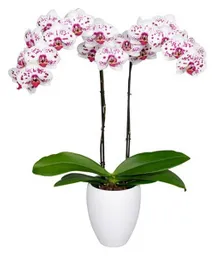 Orquidea Flor Pink Con Matera Plastica