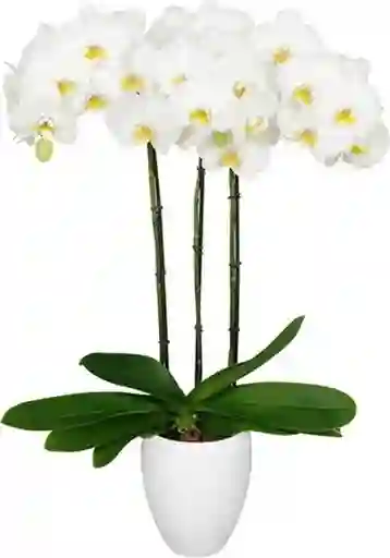 Orquidea Flor Blanca Con Matera Plastica