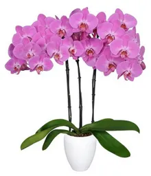 Orquidea Fucsia Con Matera Plastica