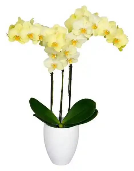 Orquidea Amar Con Matera Plastica