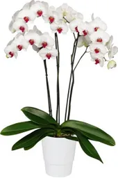 Orquídea Blanca Con Matera Plástica