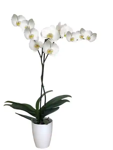 Orquidea Blanca Con Matera Plastica