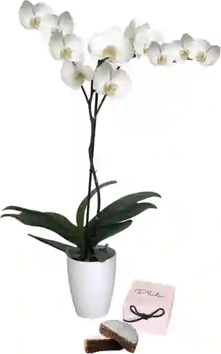 Orquidea Regalo Con Torta Chocology