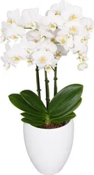 Orquidea Alto Con Matera Plastica 45 Cm