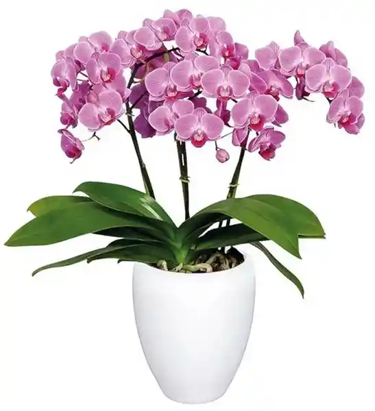 Orquidea Flor Rosa Con Matera Plastica 45 Cm