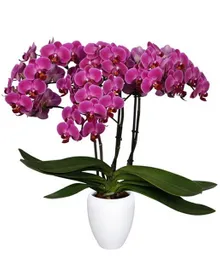 Orquidea Flor Mora Con Matera Plastica 45 Cm