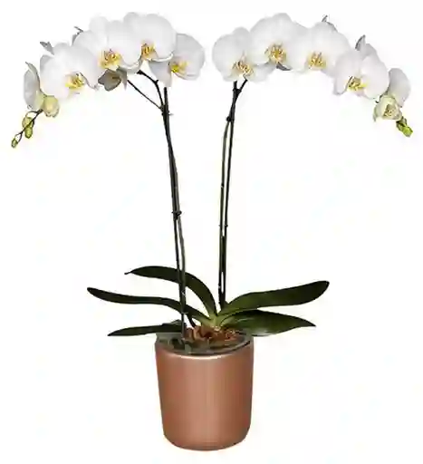 Orquídea Flor wh Con Matera Cerámica