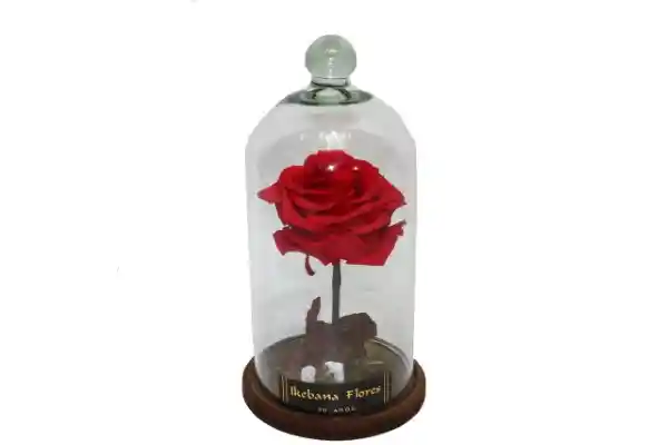 Rosa Preservada Premium