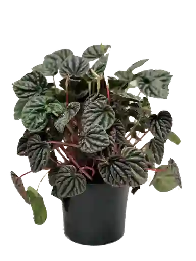 Velita Grande